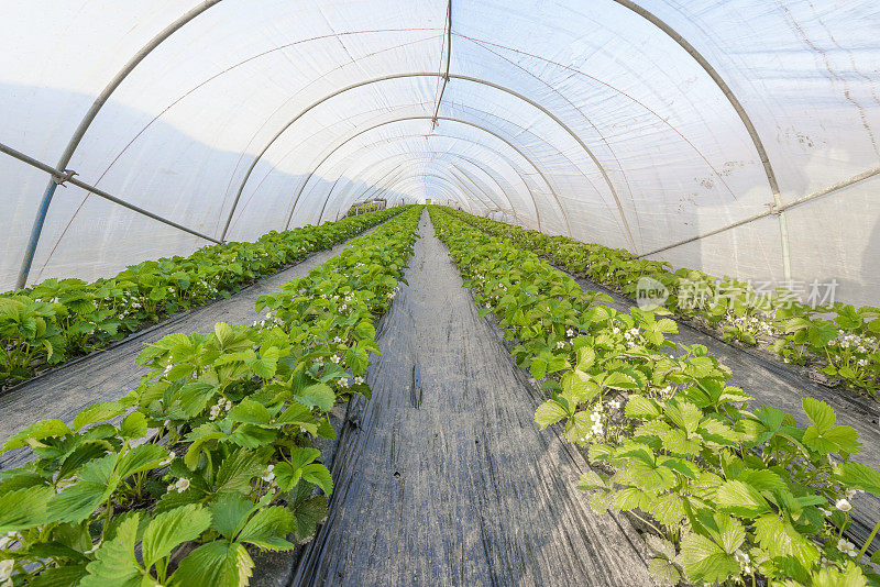 草莓植物生长在一个Polytunnel