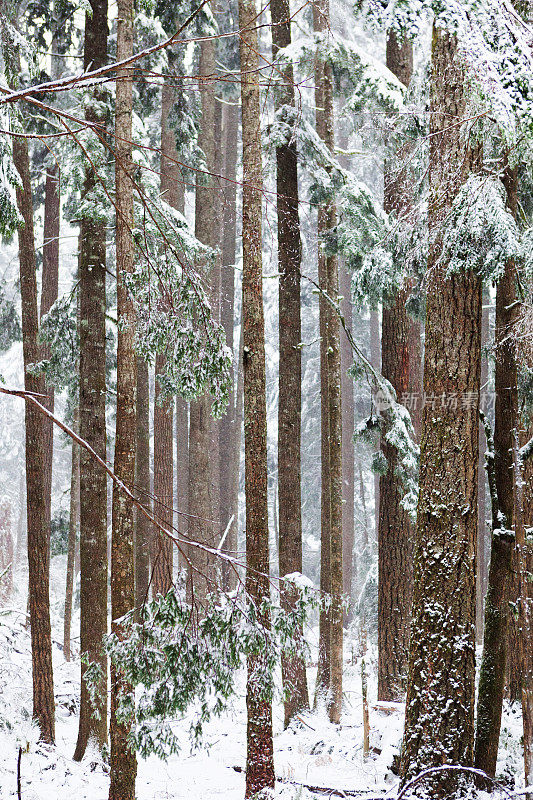 冬天下雪的森林