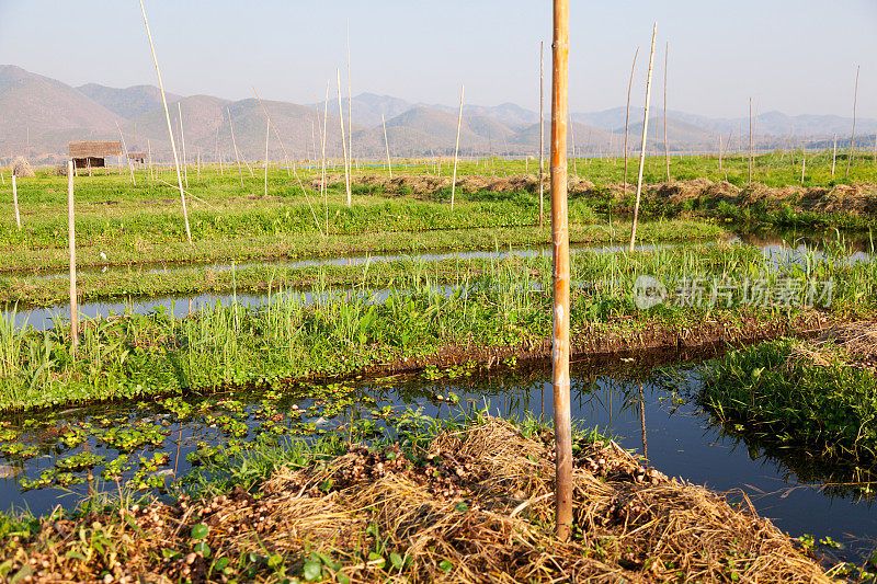 缅甸茵莱湖的漂浮花园