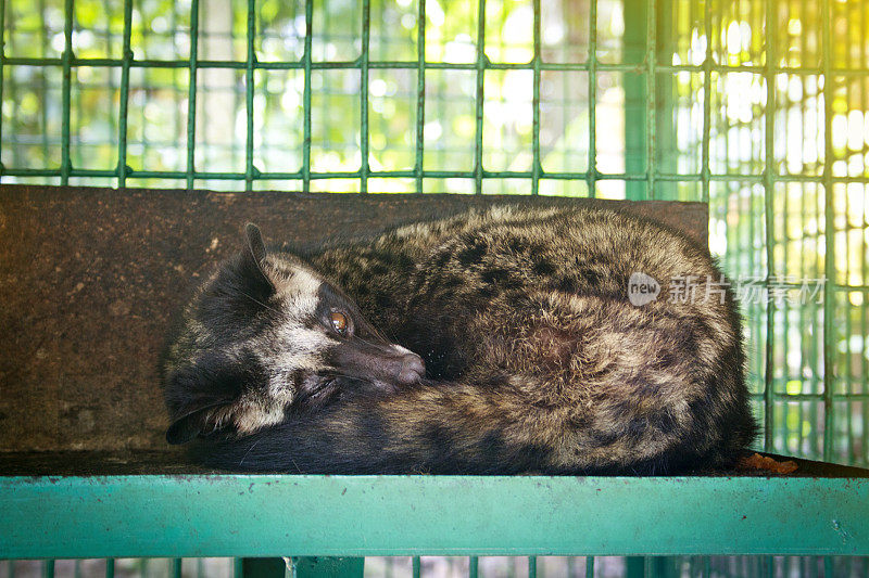 亚洲椰子猫