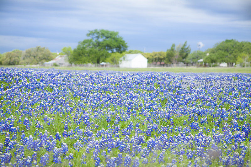 长满矢车菊的草地。美国德克萨斯州。谷仓。