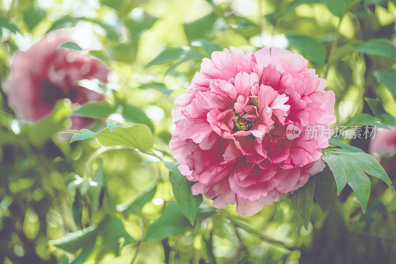 春天的花朵