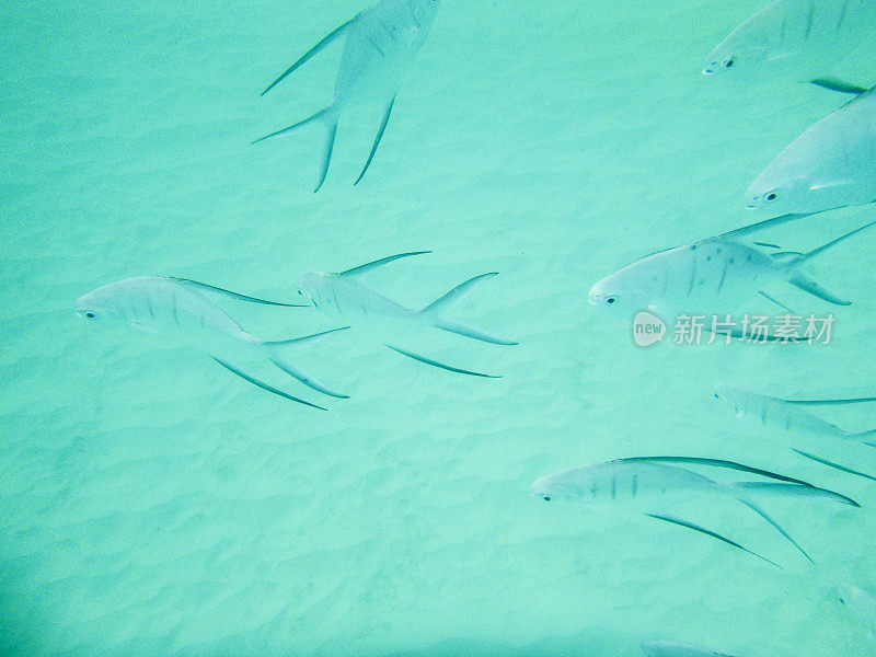 绿松石海，长鳍鱼