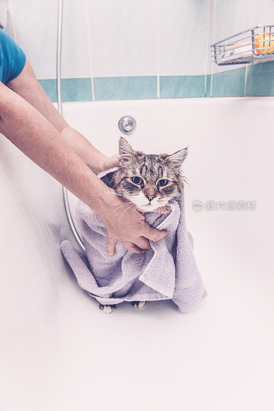西伯利亚森林猫正在洗澡