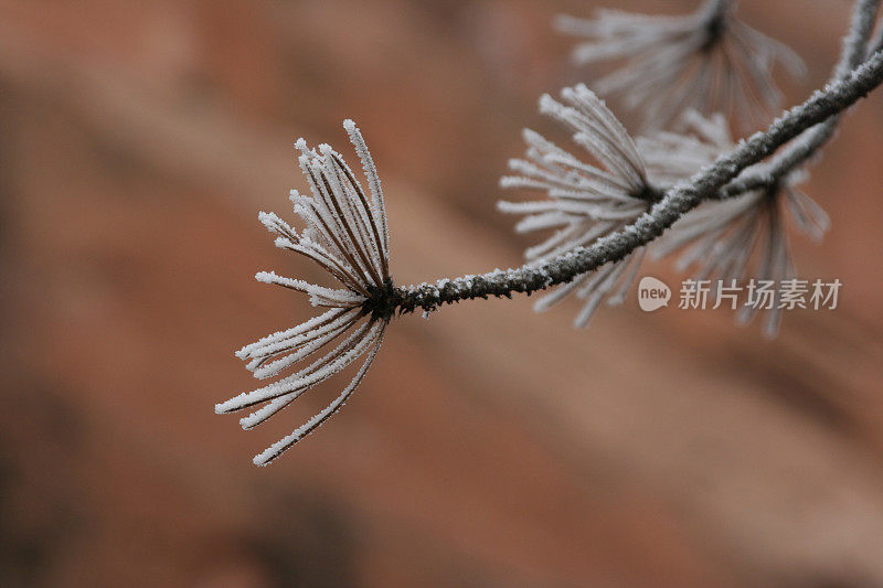 霜中的松枝