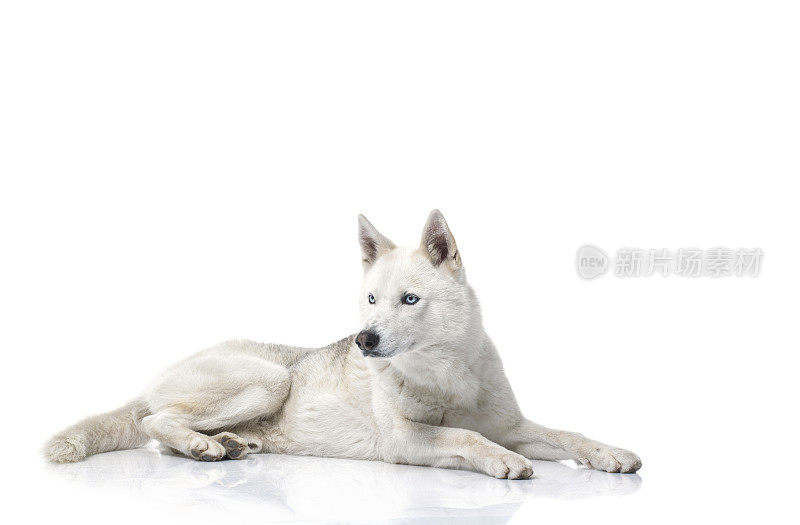 西伯利亚雪橇犬