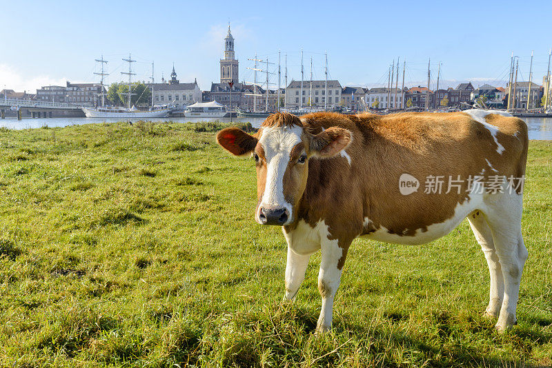 在Kampen前面的IJssel河边吃草的奶牛