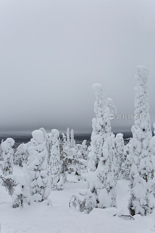 雪在树上