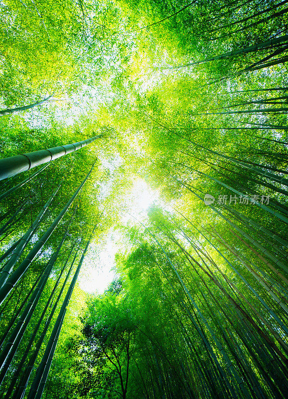 日本京都竹林树梢低角度俯视全景