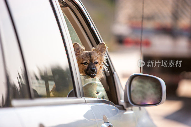 堵车时，一只狗往车窗外看