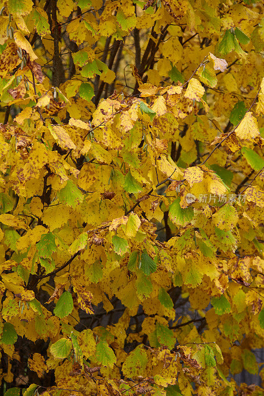 秋天树上黄叶的纹理