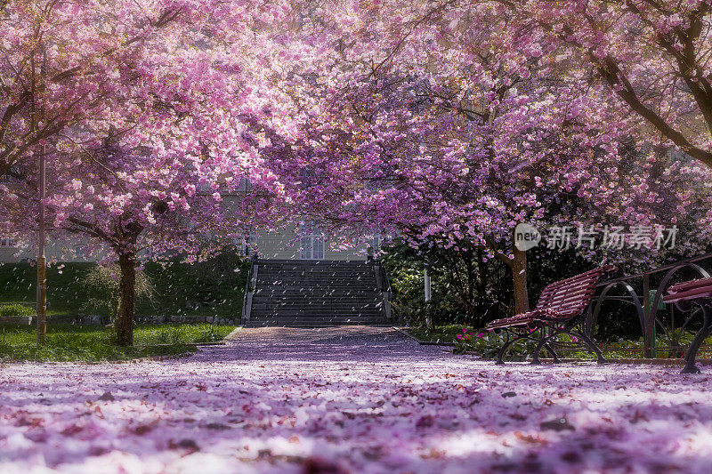 神奇的光在樱桃树公园