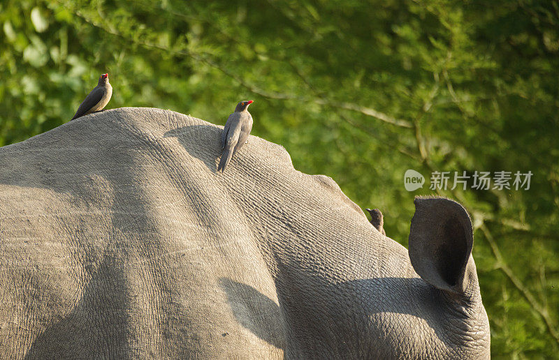 克鲁格野生动物保护区的红嘴牛椋鸟捕食犀牛