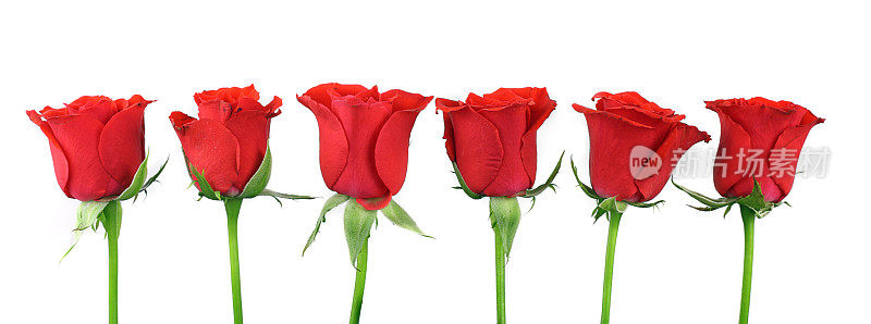 六朵红玫瑰的全景照片
