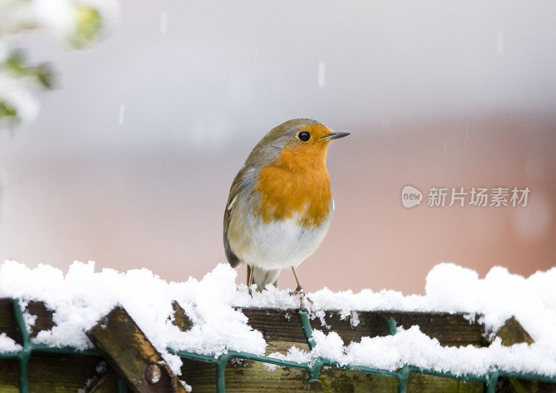 罗宾(红心rubecula)