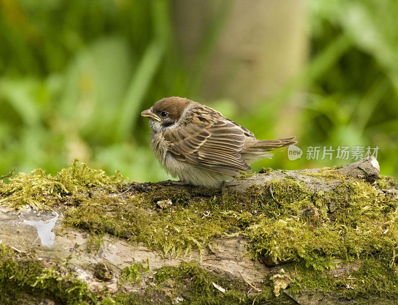 树麻雀(山过路)