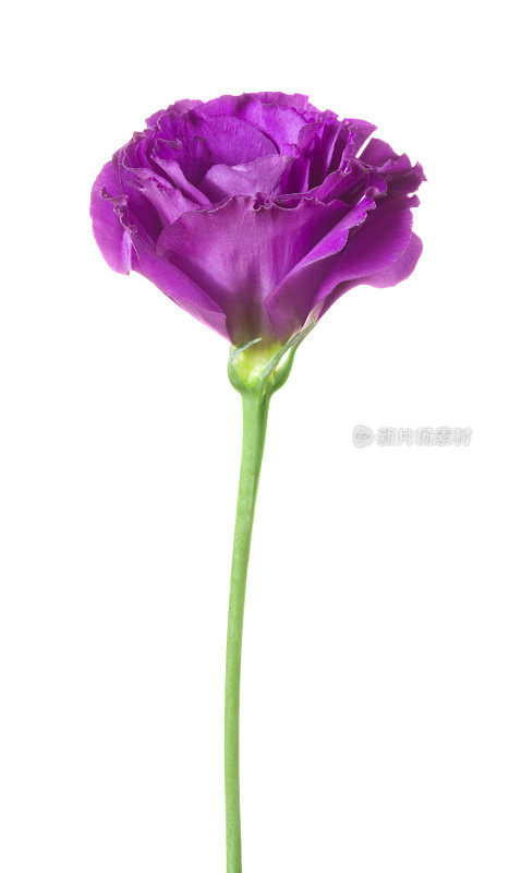 Eustoma(桔梗)