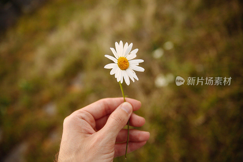 复古色调的人类手拿着一朵雏菊