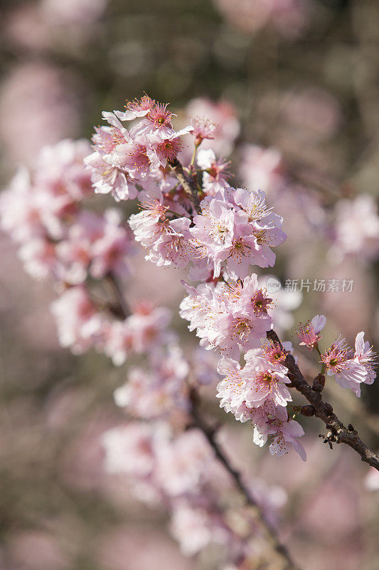 樱花