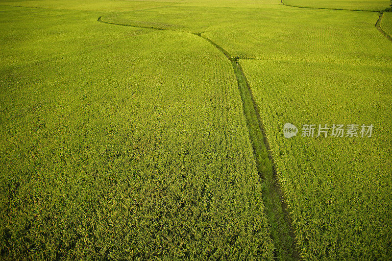 台湾的绿色稻田