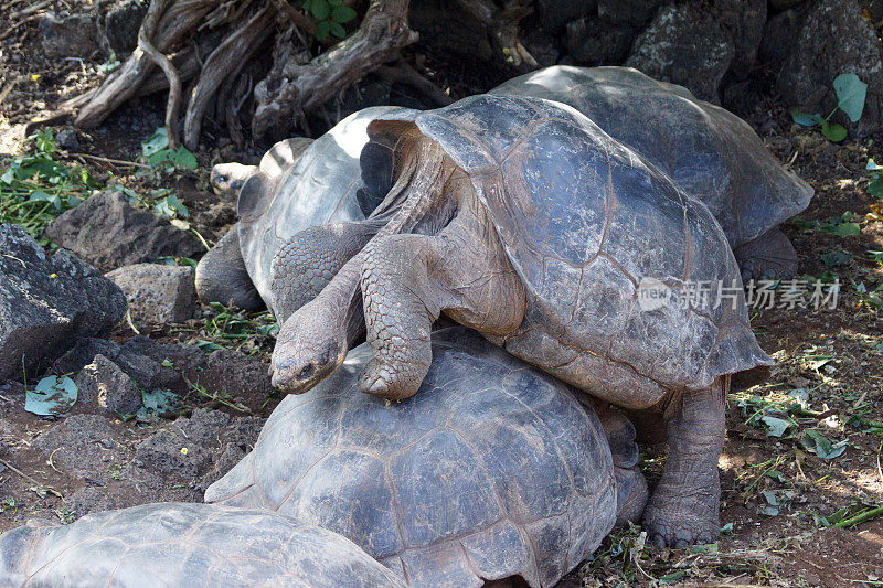 加拉帕戈斯tortoise