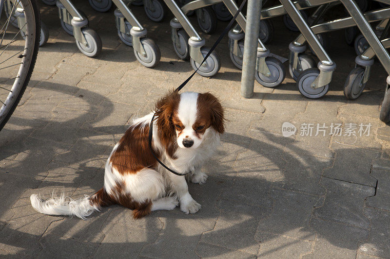 查理士国王猎犬被皮带牵着