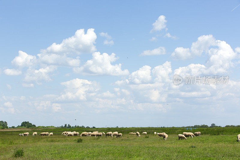 羊牛群吃草