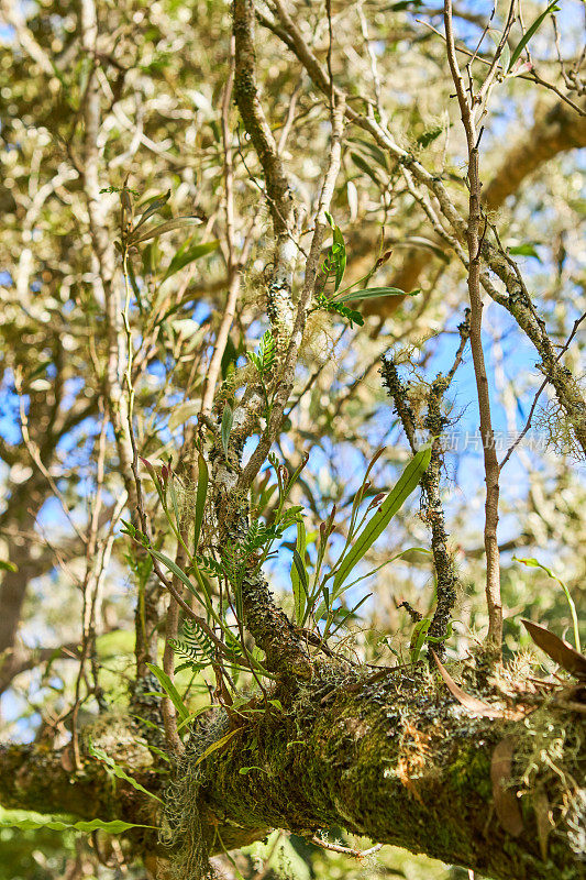 留尼旺雨林附生植物