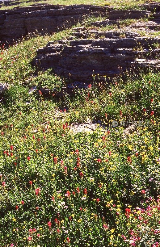 在蒙大拿州冰川国家公园的山地草地上有大量的野花和裸露的岩石