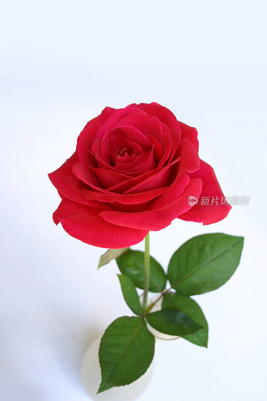 白色花瓶里开着带茎和叶的红玫瑰