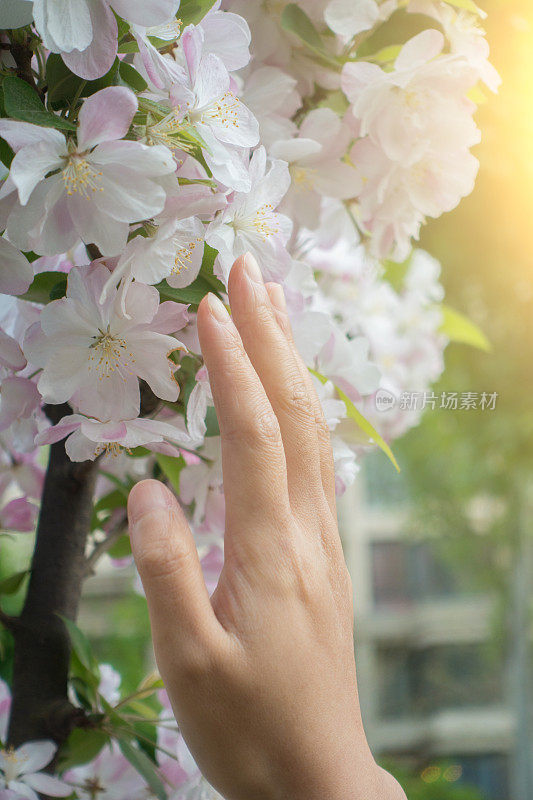 女人的手摸花