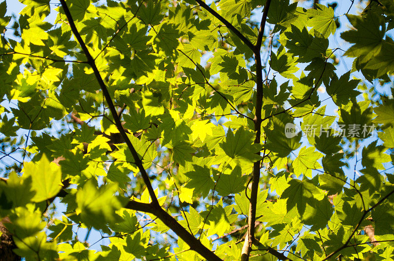 背光的绿叶在卡皮拉诺峡谷，温哥华，BC
