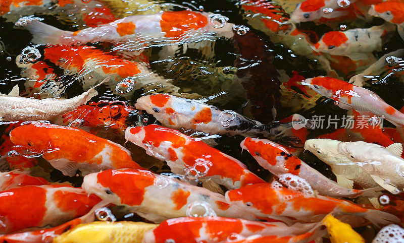 锦鲤鱼日本游泳(鲤)美丽的颜色背景。