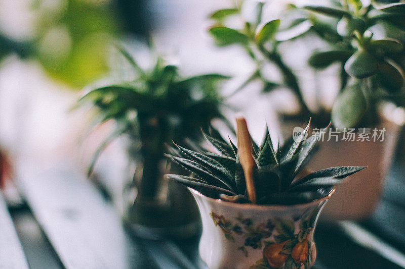 肉质植物和仙人掌