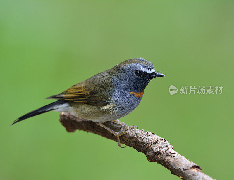 Rufous-gorgeted捕蝇草