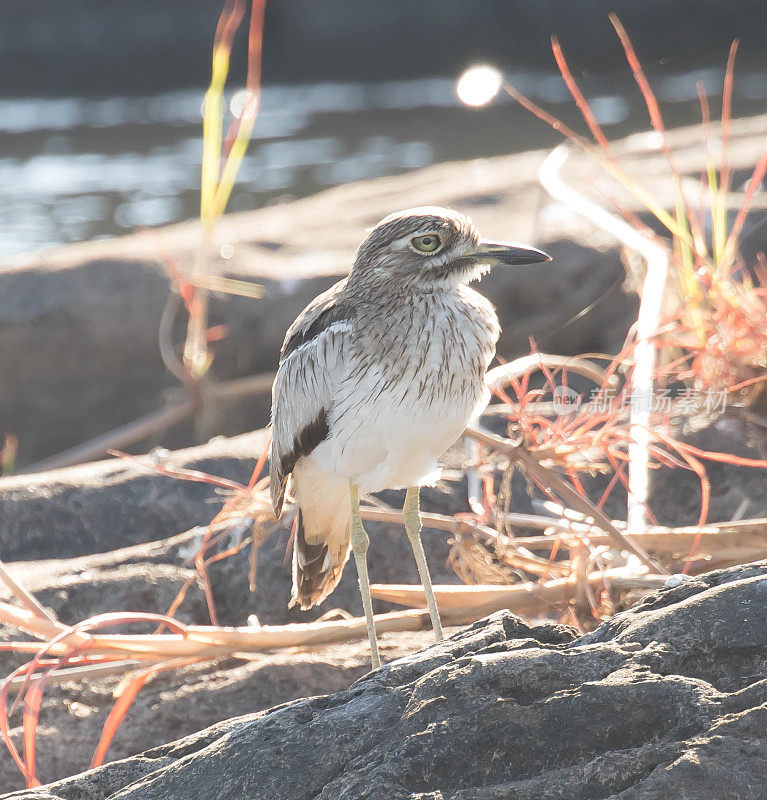 水Thick-Knee