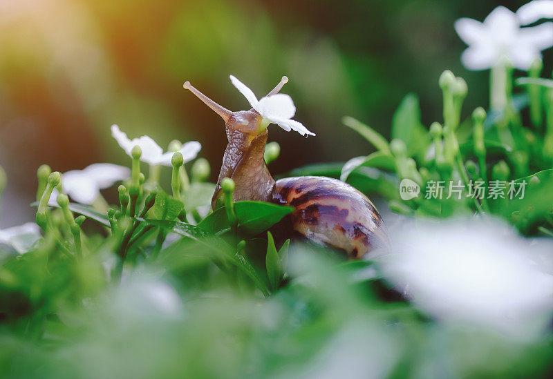 早晨蜗牛在新鲜的叶子上。在自然环境中有叶子的勃艮第蜗牛(螺旋体，蜗牛)。近距离
