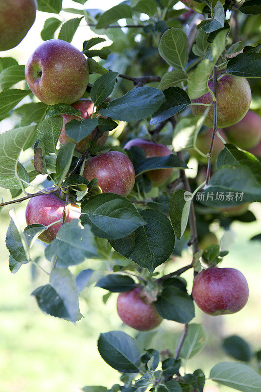 10月，加拿大魁北克，果园里的新鲜苹果。