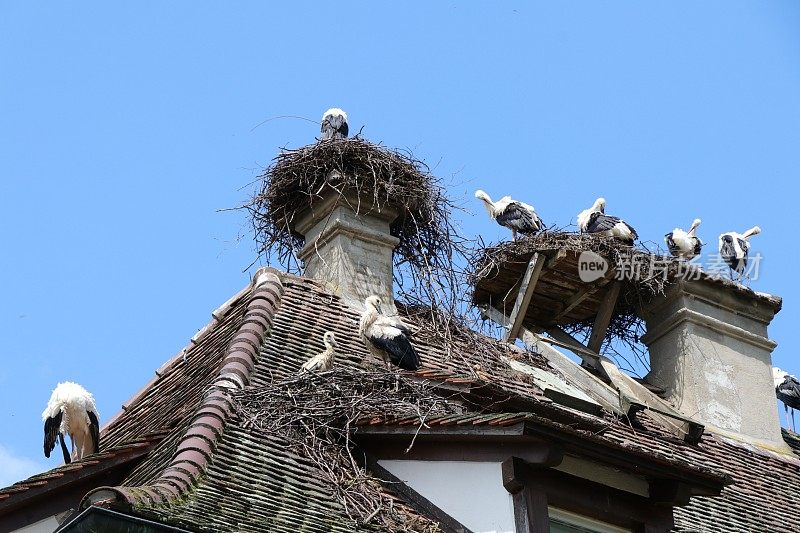 白鹳在巢里和屋顶上