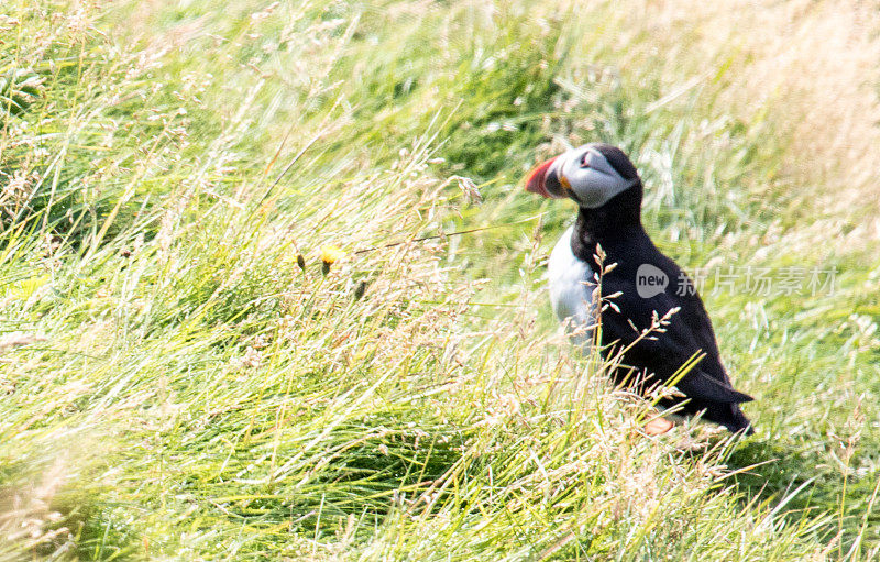 在冰岛威斯特曼群岛长满草的悬崖边的大西洋海雀
