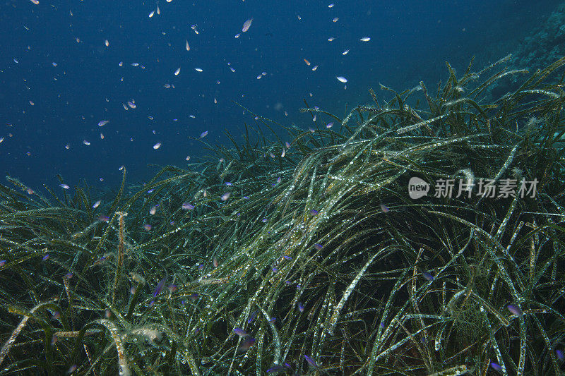海草水下海洋生物水肺潜水员观点海草possidoniaceae