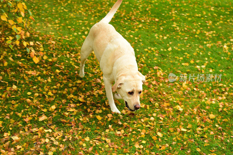 绿色草坪上的拉布拉多寻回犬