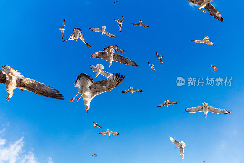 蓝天上的海鸥