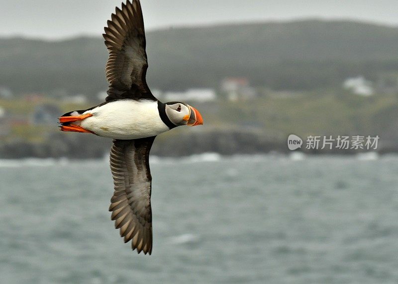 大西洋海雀