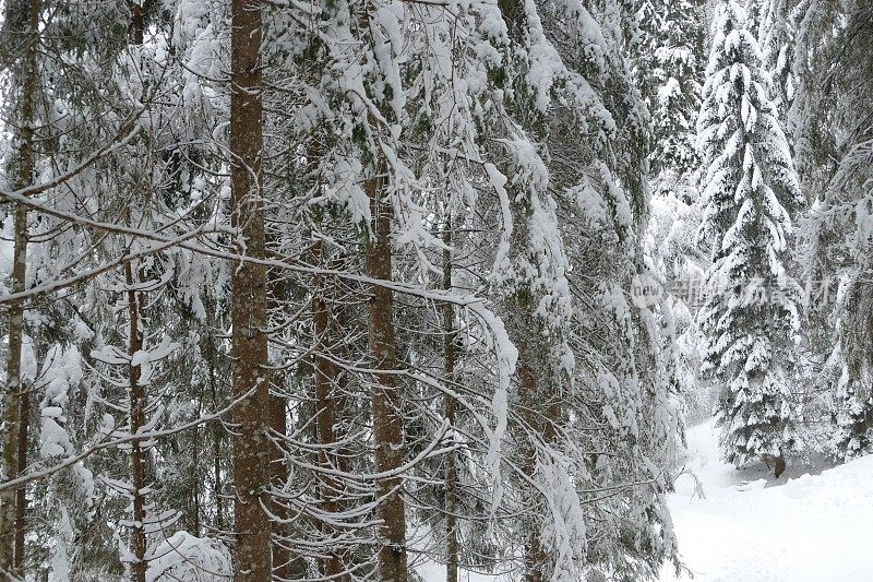 在欧洲阿尔卑斯山脉，冰雪覆盖的冬季景观和森林