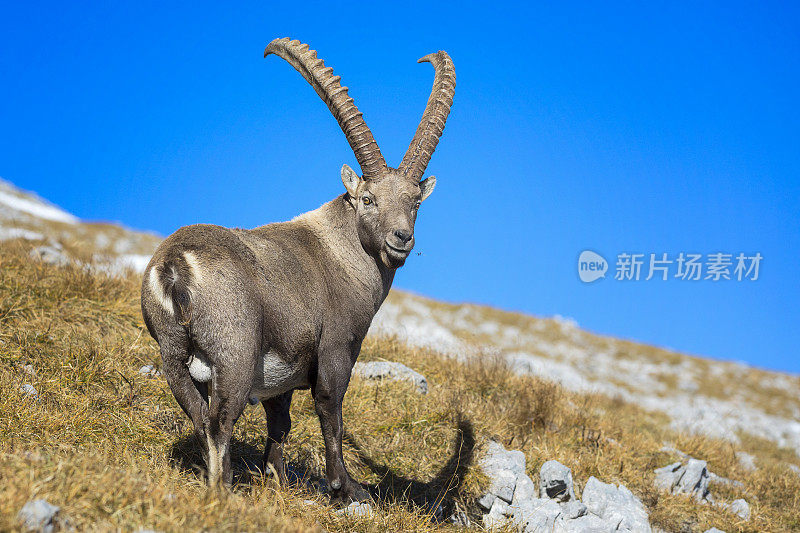 阿尔卑斯野山羊,阿尔卑斯山