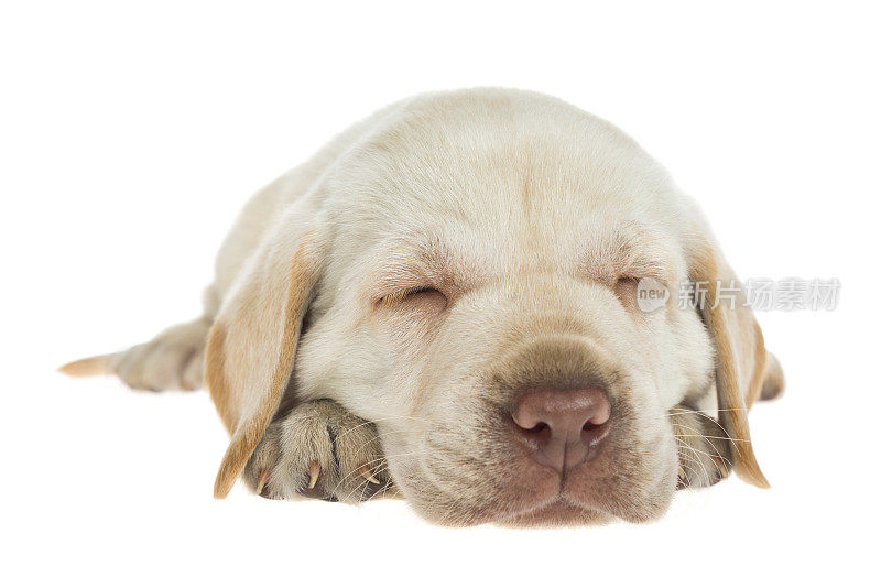 一只5周大的黄色拉布拉多小狗躺在白色的背景上睡觉