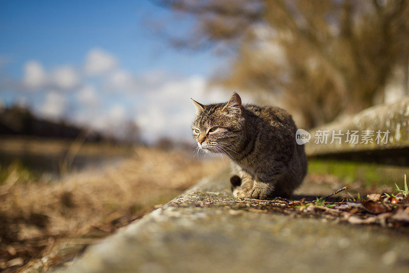 街猫