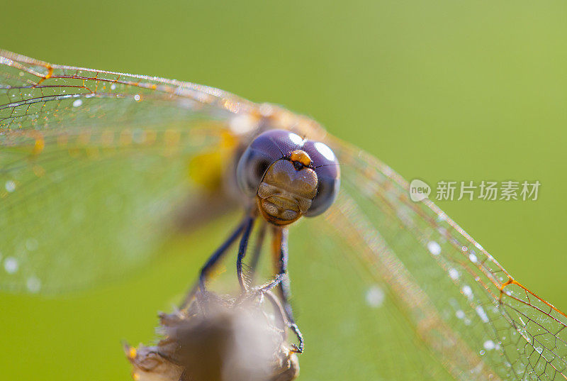 橙色蜻蜓——西班牙