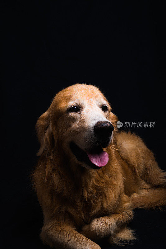 狗的金毛寻回犬